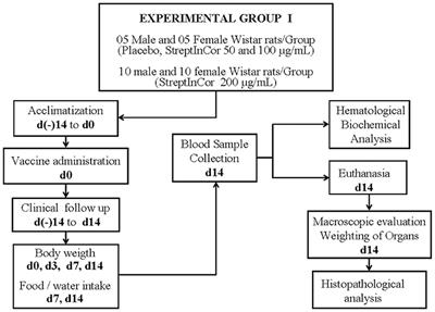 StreptInCor, a Group A Streptococcal Adsorbed Vaccine: Evaluation of Repeated Intramuscular Dose Toxicity Testing in Rats